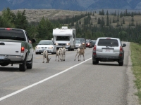 Holding up traffic while they lick the road